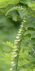 Digitalis lutea